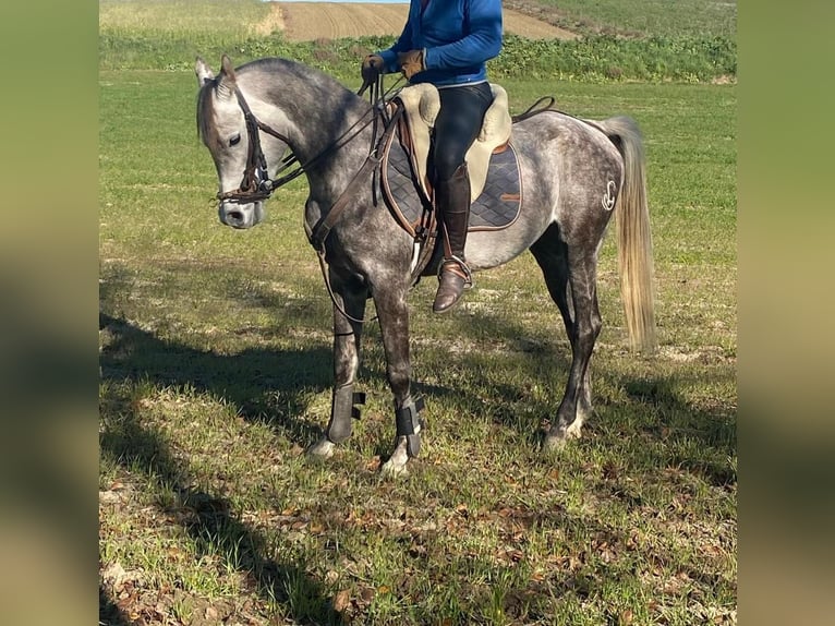 Arabian horses Gelding 5 years Gray in Griñon