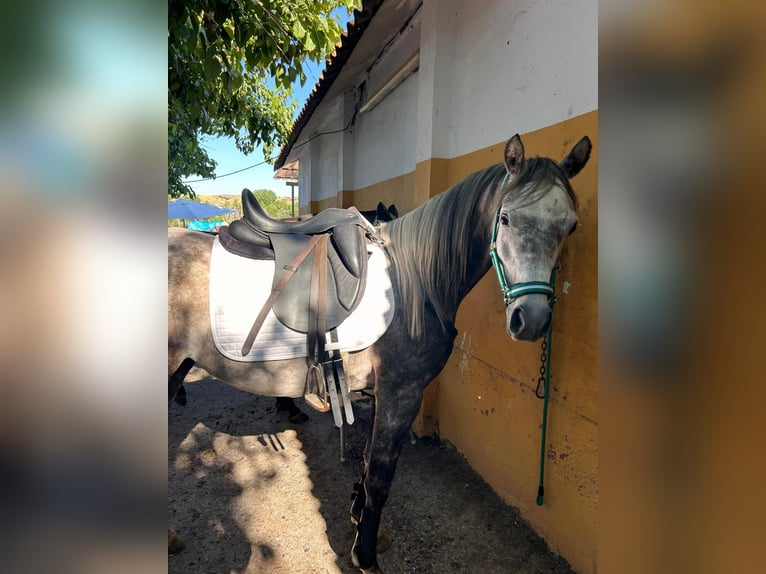 Arabian horses Gelding 5 years Gray in Griñon