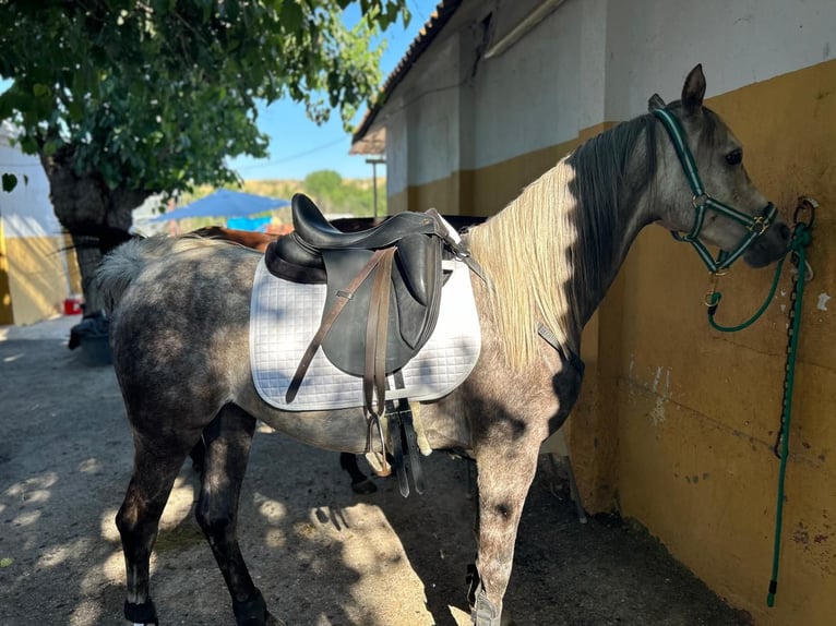 Arabian horses Gelding 5 years Gray in Griñon