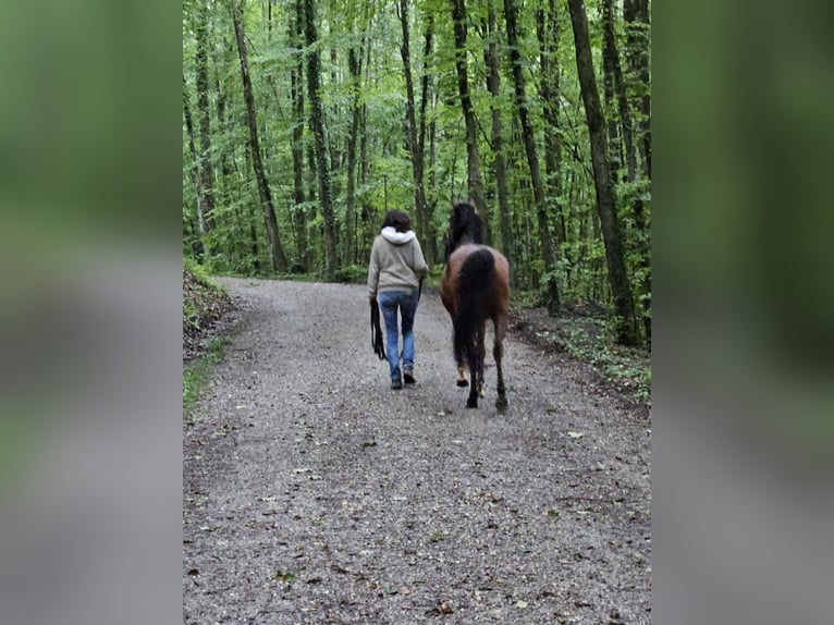 Arabian horses Gelding 6 years 14,1 hh Brown in Winterthur