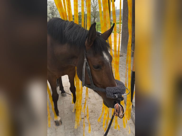 Arabian horses Gelding 6 years 14,1 hh Brown in Winterthur