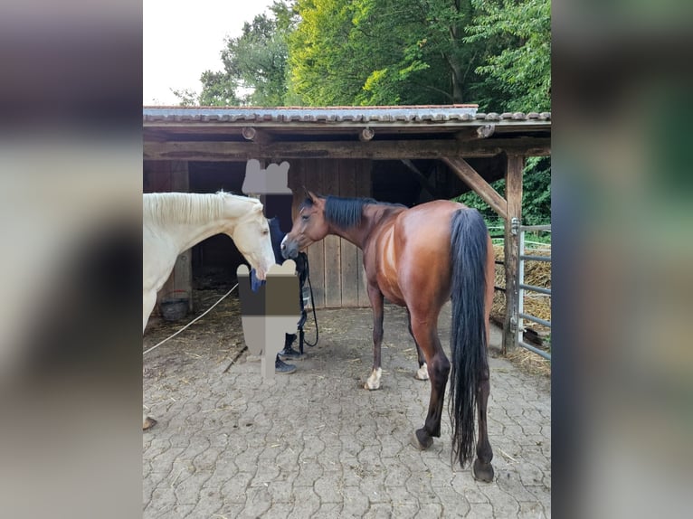 Arabian horses Gelding 6 years 14,1 hh Brown in Winterthur