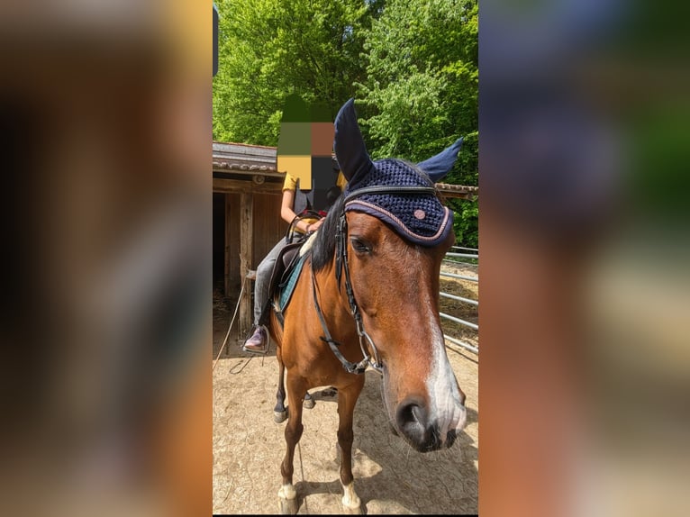 Arabian horses Gelding 6 years 14,1 hh Brown in Winterthur