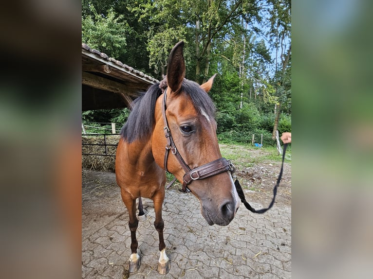 Arabian horses Gelding 6 years 14,1 hh Brown in Winterthur