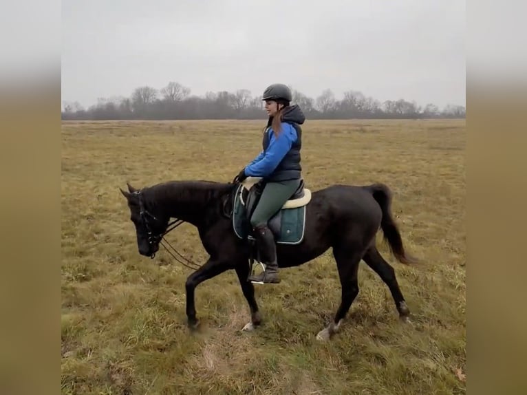 Arabian horses Mix Gelding 6 years 14.2 hh Black in Lébény