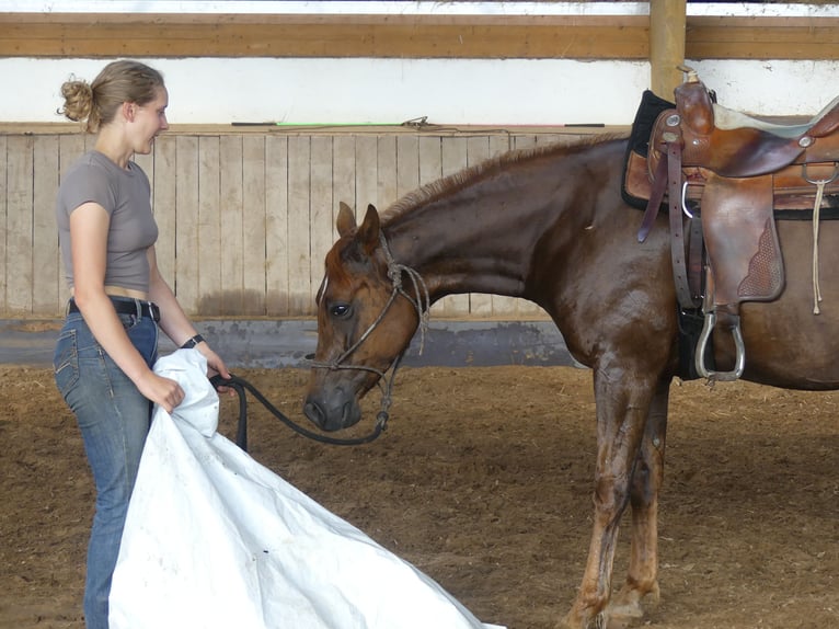 Arabian horses Gelding 6 years 14,3 hh Chestnut-Red in Herzberg am Harz