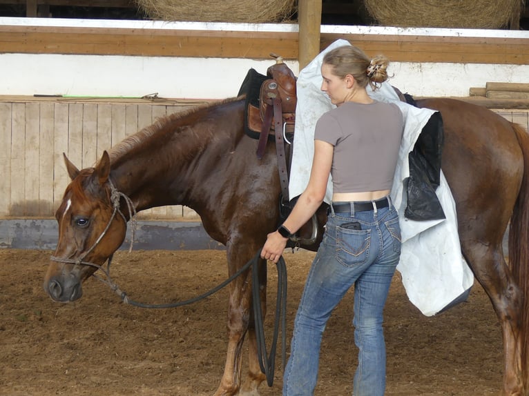 Arabian horses Gelding 6 years 14,3 hh Chestnut-Red in Herzberg am Harz