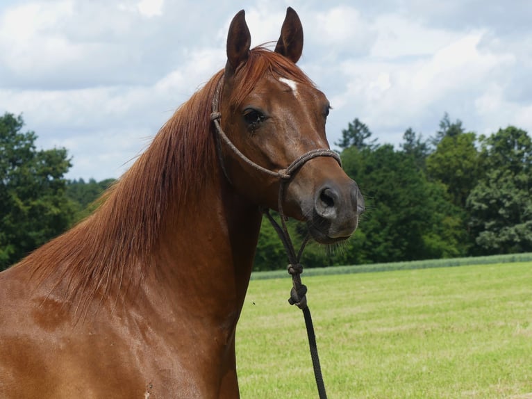 Arabian horses Gelding 6 years 14,3 hh Chestnut-Red in Herzberg am Harz