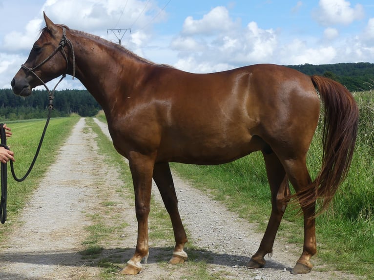 Arabian horses Gelding 6 years 14,3 hh Chestnut-Red in Herzberg am Harz