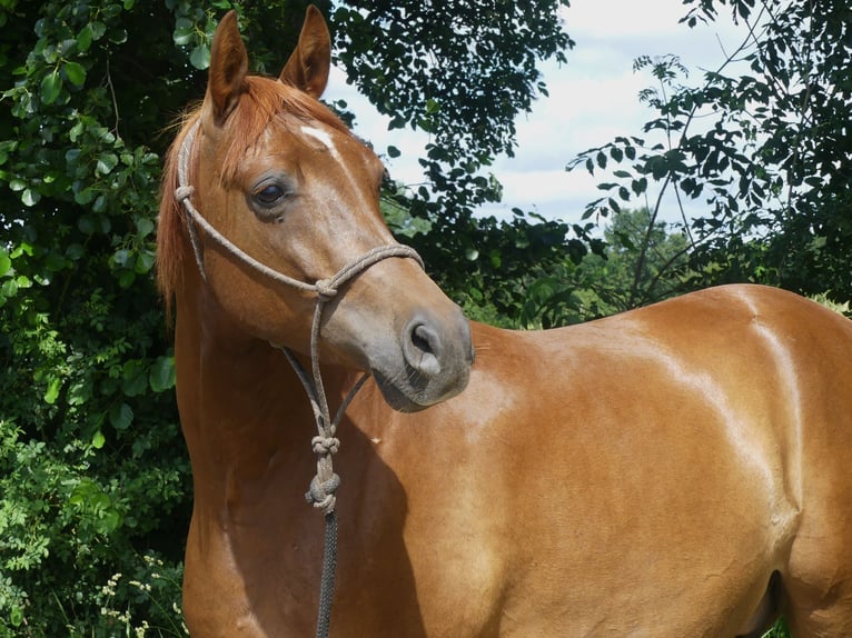 Arabian horses Gelding 6 years 14,3 hh Chestnut-Red in Herzberg am Harz