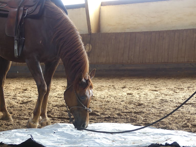 Arabian horses Gelding 6 years 14,3 hh Chestnut-Red in Herzberg am Harz