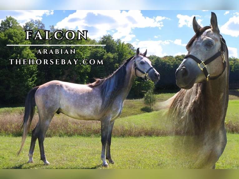 Arabian horses Gelding 6 years 14,3 hh Grey in Gaylord, MI