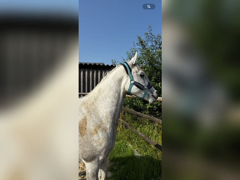 Arabian horses Gelding 6 years 14,1 hh Gray in Mettlach