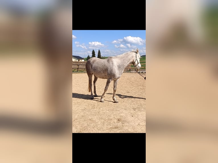 Arabian horses Gelding 6 years 14,1 hh Gray in Mettlach