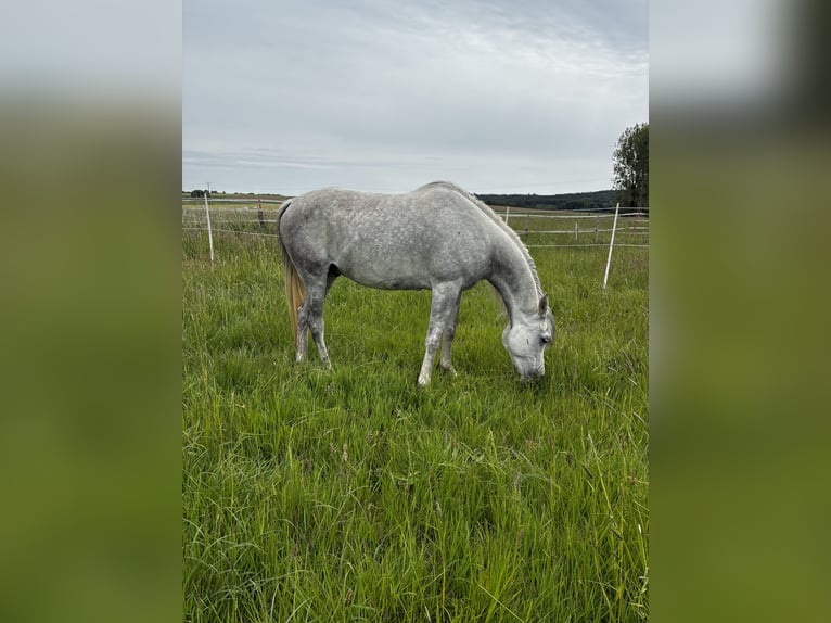 Arabian horses Gelding 6 years 14,1 hh Gray in Mettlach