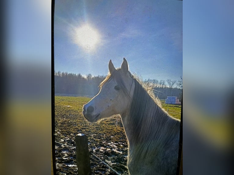 Arabian horses Gelding 6 years 14,1 hh Gray in Mettlach