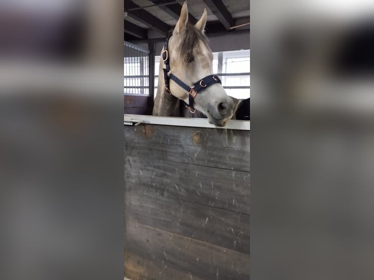 Arabian horses Gelding 6 years 14,1 hh Gray in Mettlach