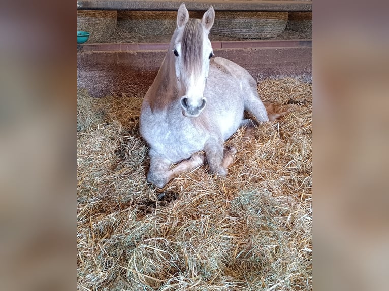 Arabian horses Gelding 6 years 14,1 hh Gray in Mettlach