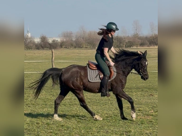 Arabian horses Mix Gelding 6 years 14,2 hh Black in Lébény