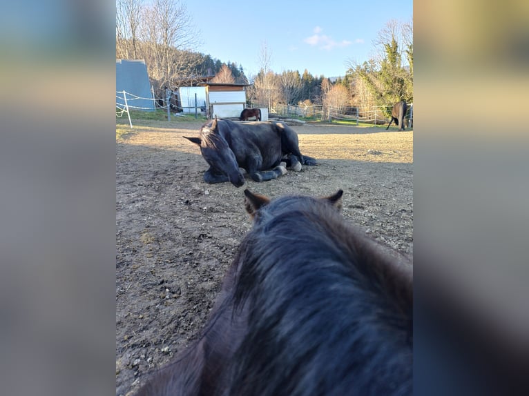 Arabian horses Gelding 6 years 14,2 hh Black in Gschwendt