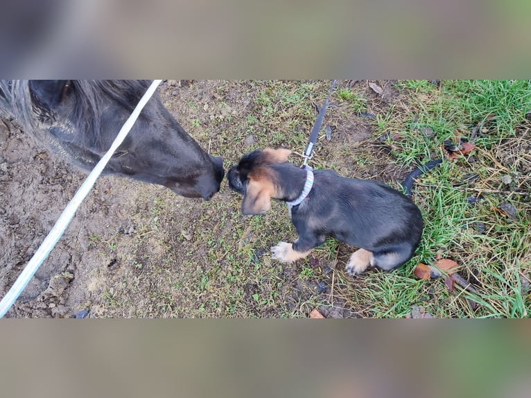 Arabian horses Gelding 6 years 14,2 hh Black in Gschwendt