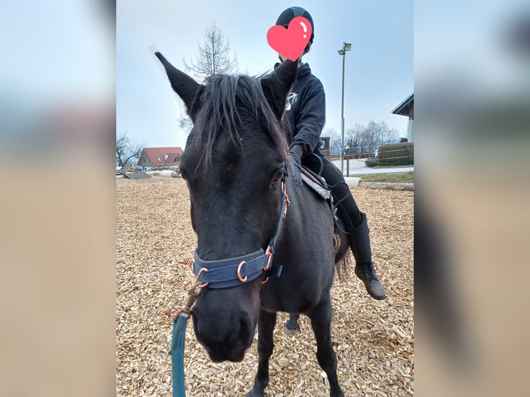 Arabian horses Gelding 6 years 14,2 hh Black in Gschwendt