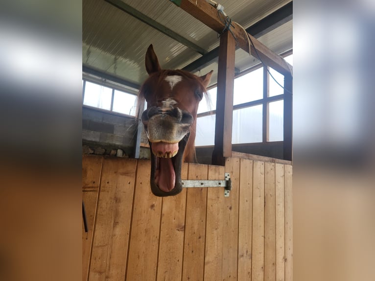 Arabian horses Gelding 6 years 14,2 hh Sorrel in Ponte de Lima