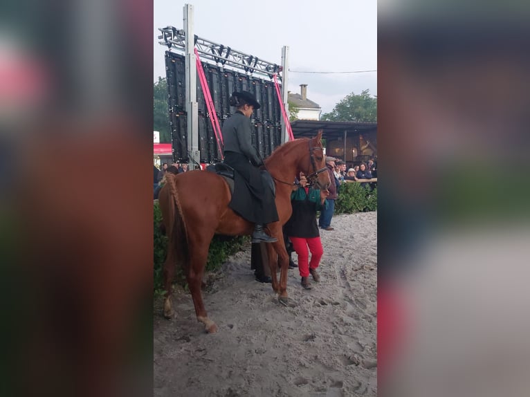 Arabian horses Gelding 6 years 14,2 hh Sorrel in Ponte de Lima