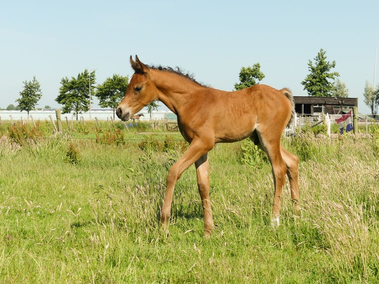 Arabian horses Gelding 6 years 15.1 hh Brown in Wapse