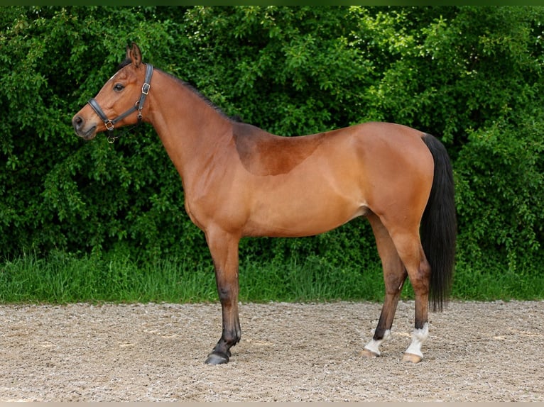 Arabian horses Gelding 6 years 15.1 hh Brown in Wapse