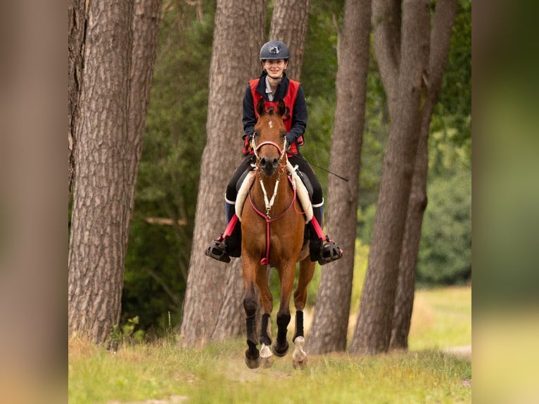 Arabian horses Gelding 6 years 15.1 hh Brown in Wapse