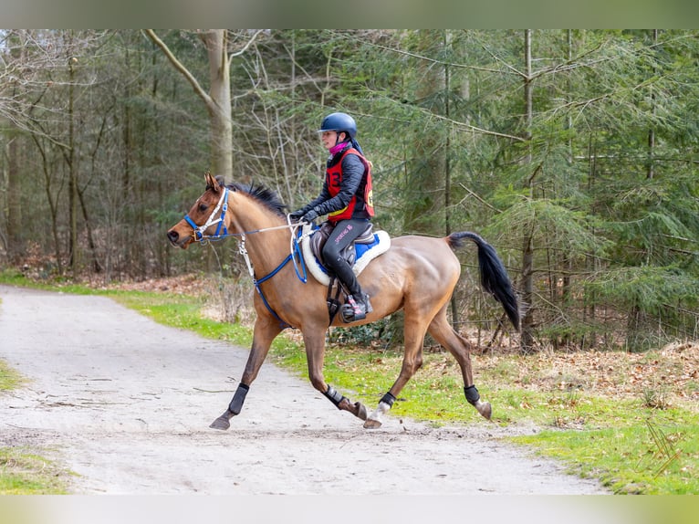 Arabian horses Gelding 6 years 15.1 hh Brown in Wapse