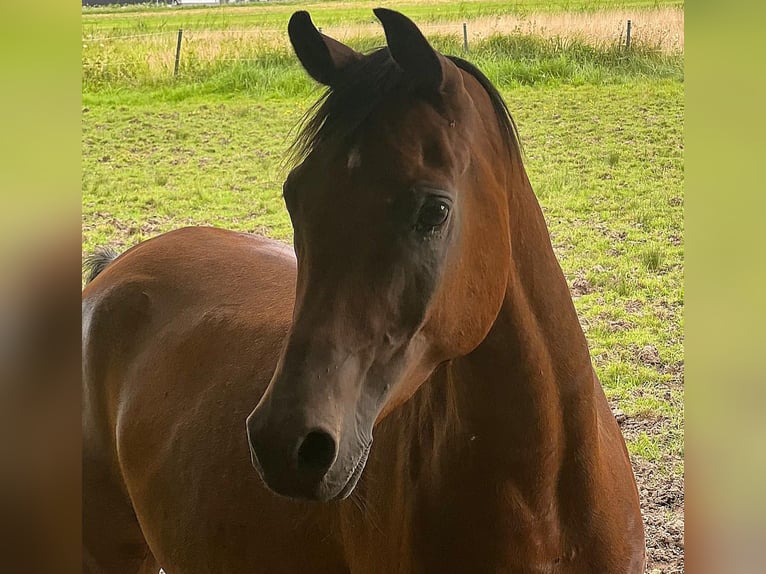 Arabian horses Gelding 6 years 15,1 hh Brown in Haslach