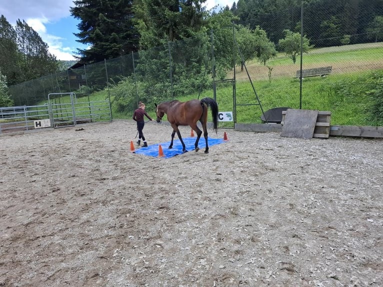 Arabian horses Gelding 6 years 15,1 hh Brown in Haslach