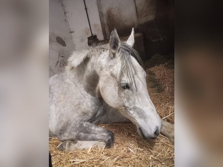 Arabian horses Gelding 6 years 15,1 hh Gray-Blue-Tan in Calbe