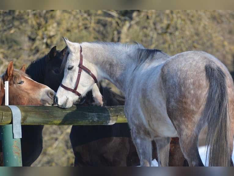 Arabian horses Gelding 6 years 15.1 hh Grey-Dapple in Hartkirchen