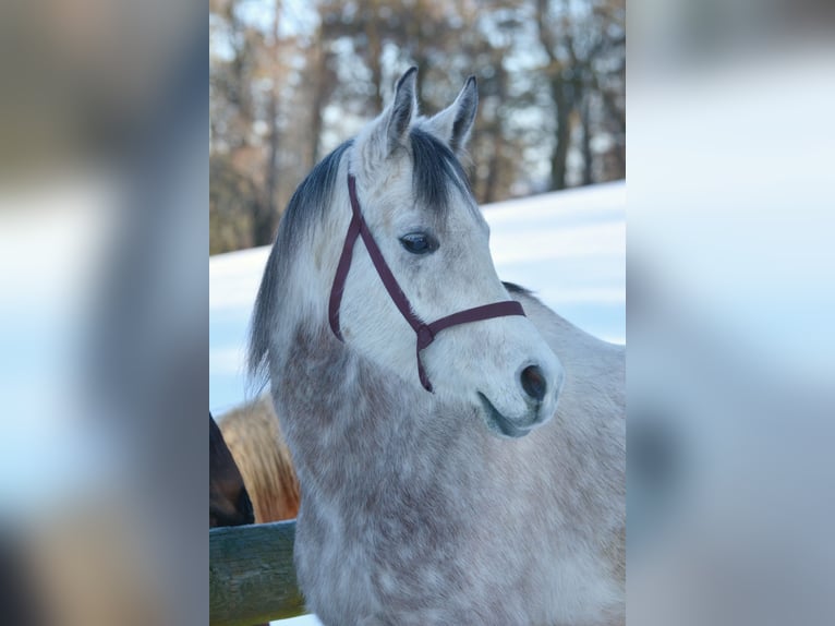 Arabian horses Gelding 6 years 15.1 hh Grey-Dapple in Hartkirchen
