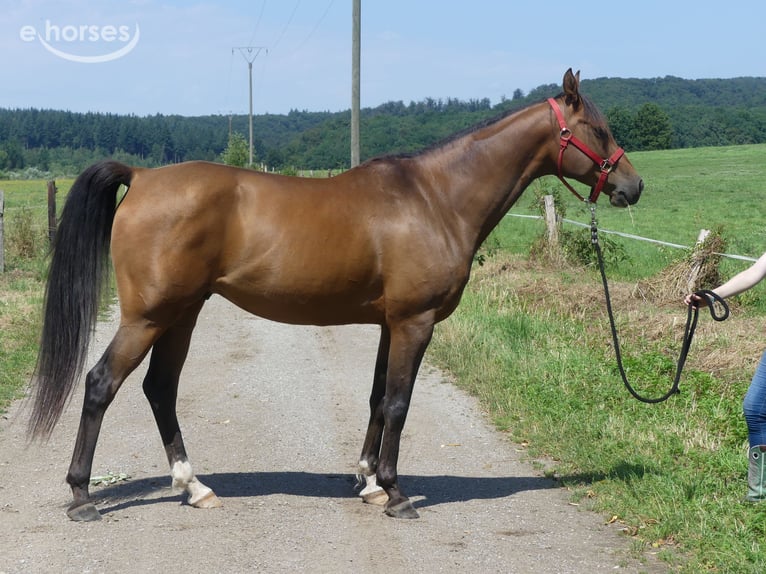 Arabian horses Gelding 6 years 15.2 hh Bay-Dark in Herzberg am Harz