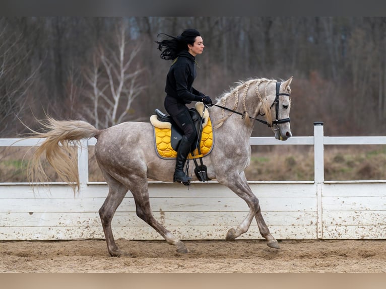 Arabian horses Gelding 6 years 15,2 hh Gray in Pobyłkowo Małe
