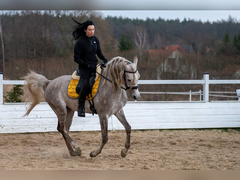Arabian horses Gelding 6 years 15,2 hh Gray in Pobyłkowo Małe