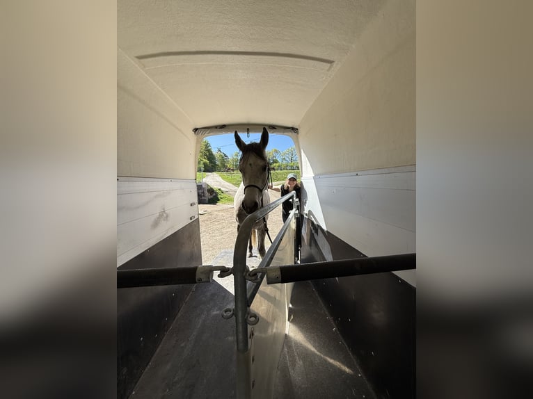Arabian horses Gelding 6 years 15.2 hh Grey-Dapple in Schardenberg
