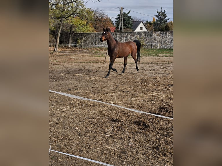 Arabian horses Gelding 6 years 15.3 hh Bay-Dark in Zalaapàti