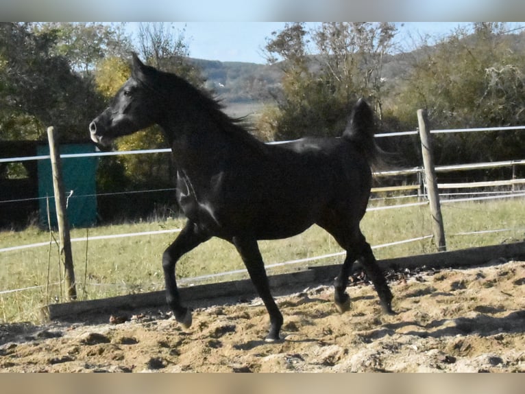 Arabian horses Gelding 6 years 15 hh Black in Penne dAgenais