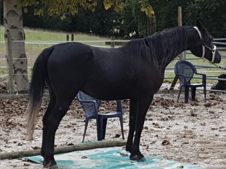 Arabian horses Gelding 6 years 15 hh Black in Penne dAgenais