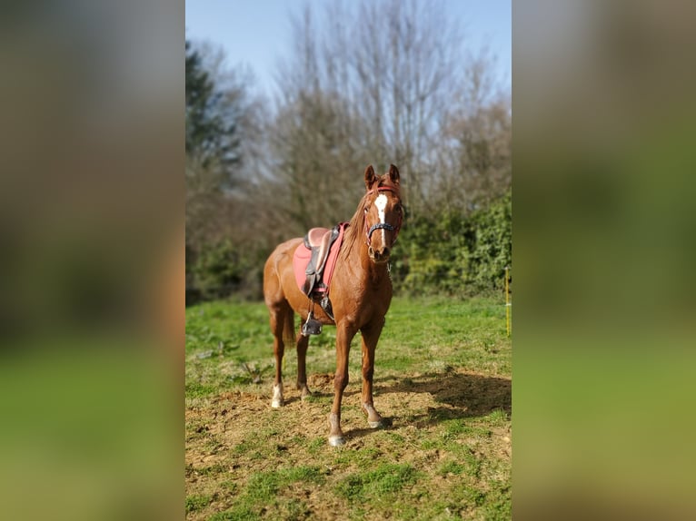 Arabian horses Gelding 6 years 15 hh Chestnut-Red in Glanges