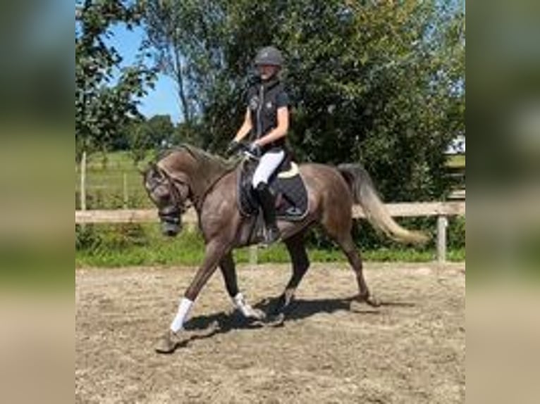 Arabian horses Gelding 6 years 15 hh Gray in Süderlügum