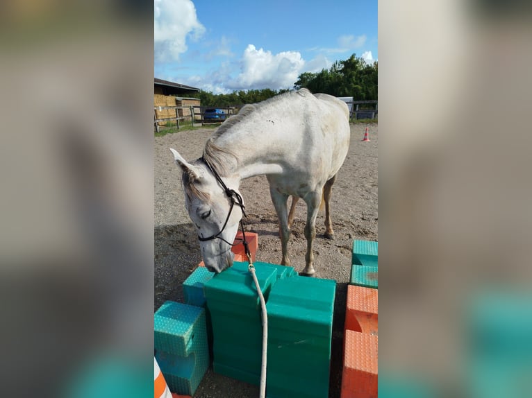 Arabian horses Gelding 6 years 15 hh Grey in Chemaudin