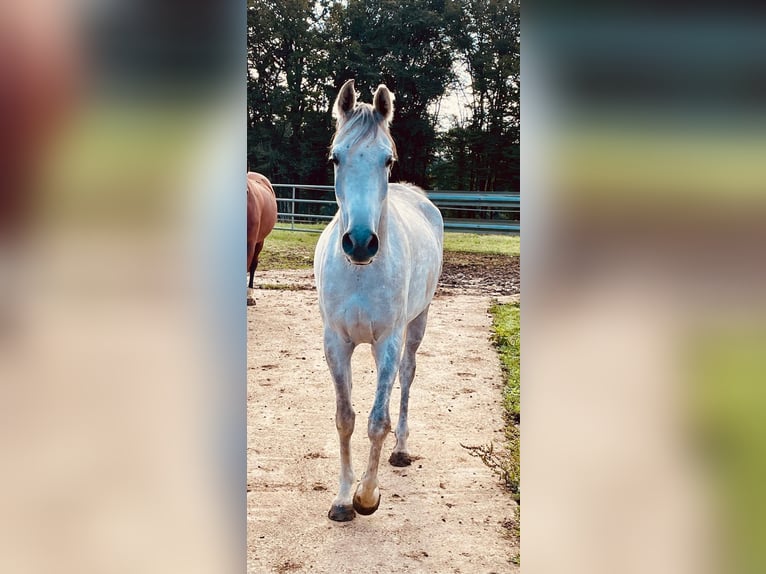 Arabian horses Gelding 6 years 15 hh Grey in Chemaudin