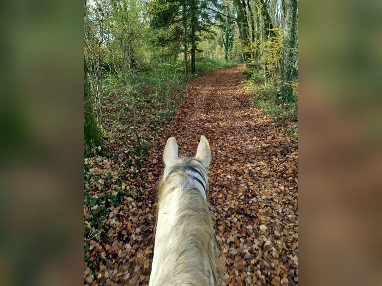 Arabian horses Gelding 6 years 15 hh Grey in Chemaudin