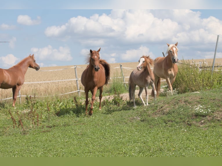 Arabian horses Gelding 6 years 15,1 hh Chestnut-Red in Simmershofen